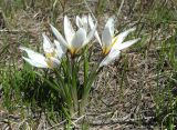 Crocus alatavicus. Цветущие растения. Казахстан. Туркестанская обл., Толебийский р-н, Зап. Тянь-Шань, Сайрам-Угамский нац. парк; выс. ок. 2400 м н.у.м., междуречье рек Акмойнак и Кыржалсай, протяженный гребень с можжевельником и каменными глыбами, оттаявший дёрн у края снега. 25.04.2026.