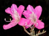 Rhododendron reticulatum. Цветки. Санкт-Петербург, парк Ботанического сада Петра Великого БИН РАН, в культуре. 16.05.2026.
