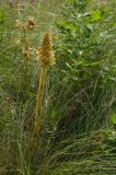 род Orobanche. Цветущее растение. Оренбургская обл., Саракташский р-н, Жёлтинский сельсовет, окр. хут. Султанбаево, луговая степь. 9 июня 2025 г.