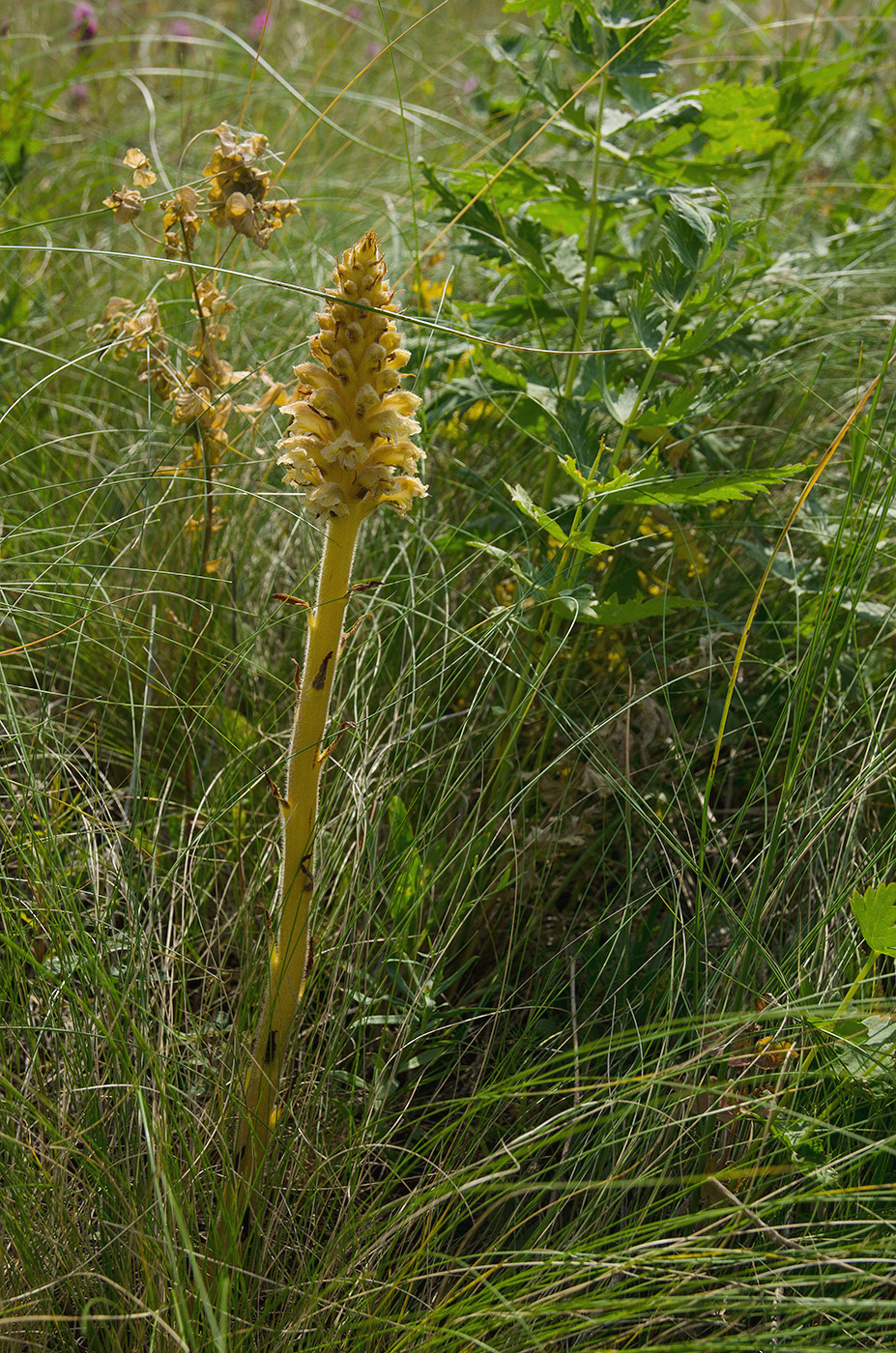 Image of genus Orobanche specimen.