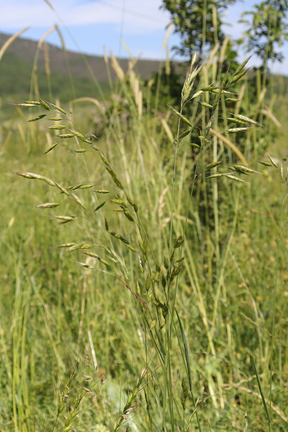 Изображение особи род Bromus.