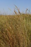 Triticum boeoticum. Цветущиие растения. Крым, Севастополь, залежь. 21.06.2026.