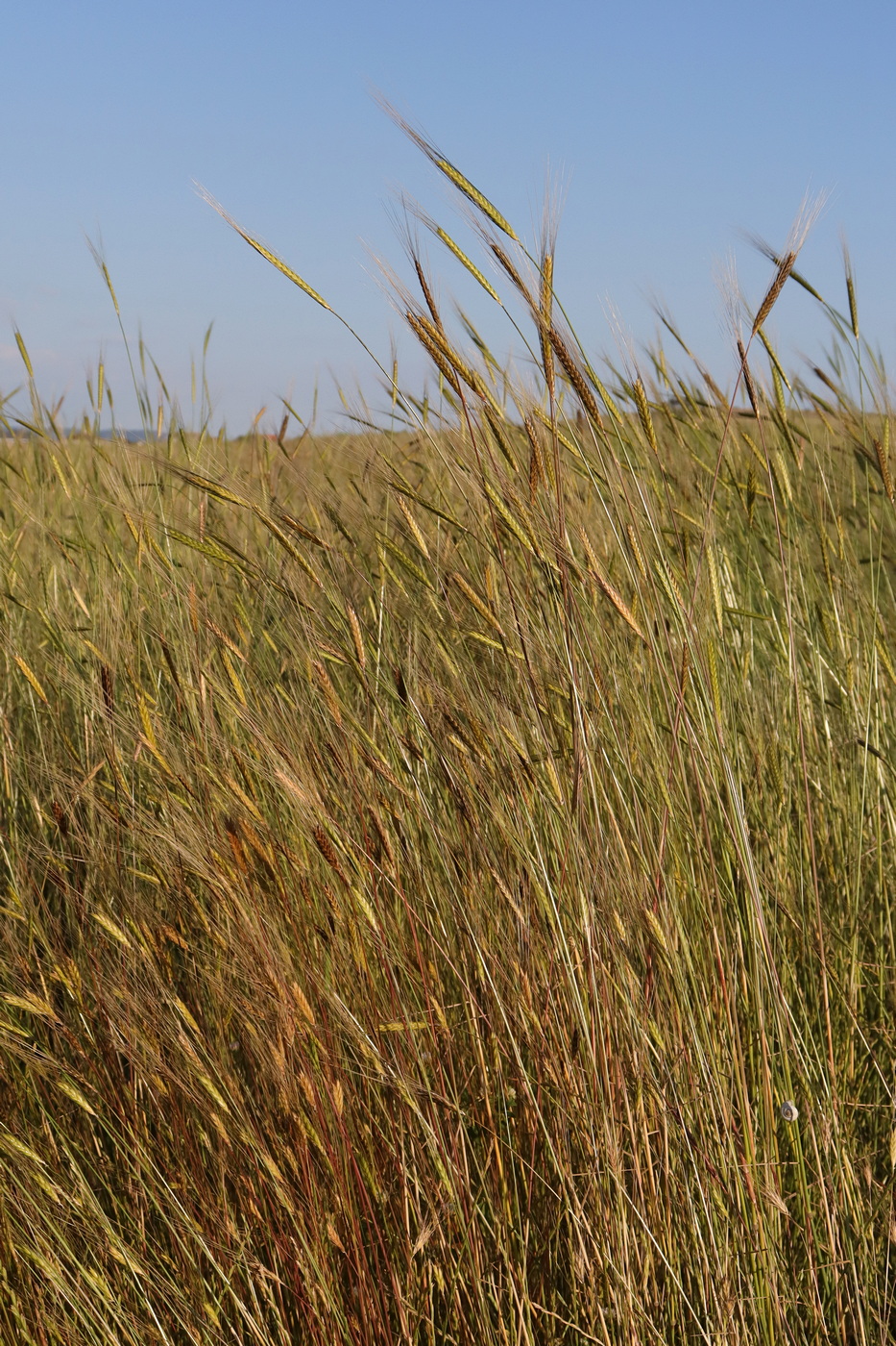Image of Triticum boeoticum specimen.