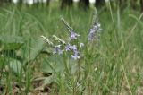 Veronica jacquinii. Верхушка расцветающего растения. Крым, окр. г. Симферополь, дубовое редколесье. 17.05.2026.