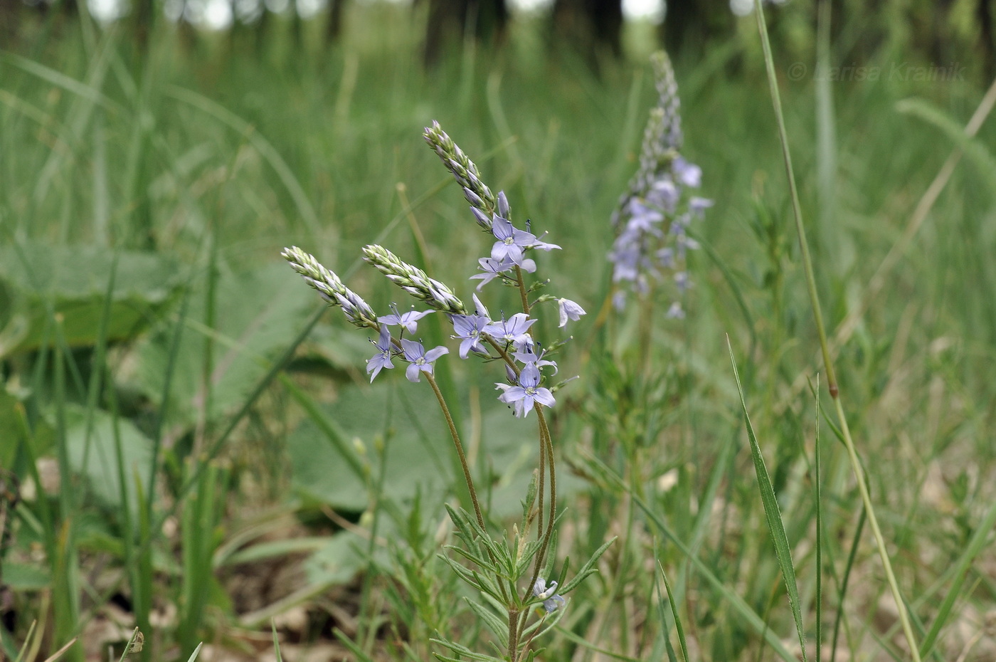 Image of Veronica jacquinii specimen.