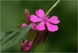 Silene armeria