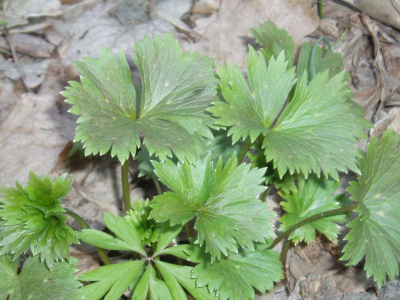 Изображение особи Aconitum lasiostomum.