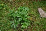genus Helleborus