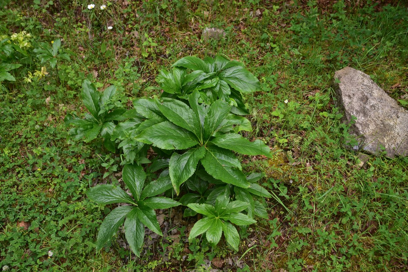 Image of genus Helleborus specimen.