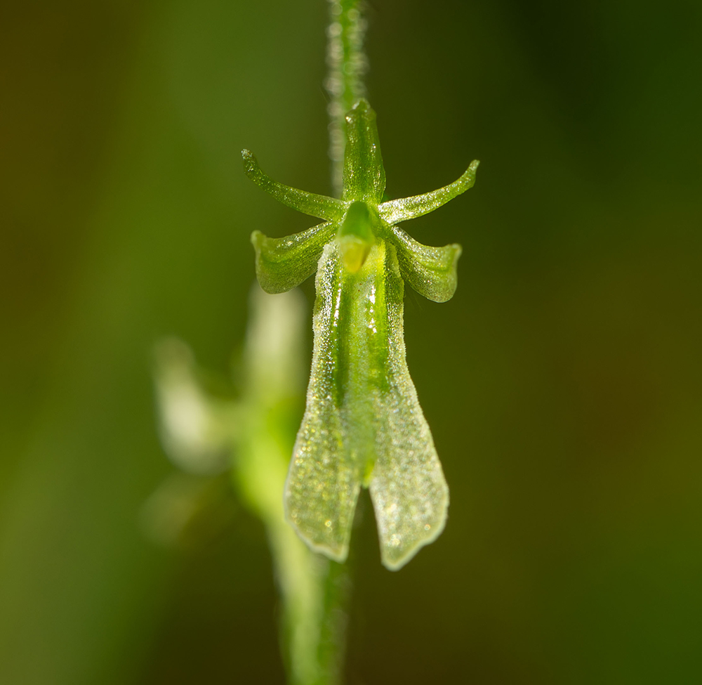 Image of Listera pinetorum specimen.