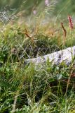 Ptilagrostis alpina. Плодоносящие растения вместе с Bistorta elliptica. Хабаровский край, р-н имени Лазо, гора Ко, седловина между горами Столовая и Ко, выс. ≈ 1750 м н.у.м., каменная россыпь. 02.08.2026.