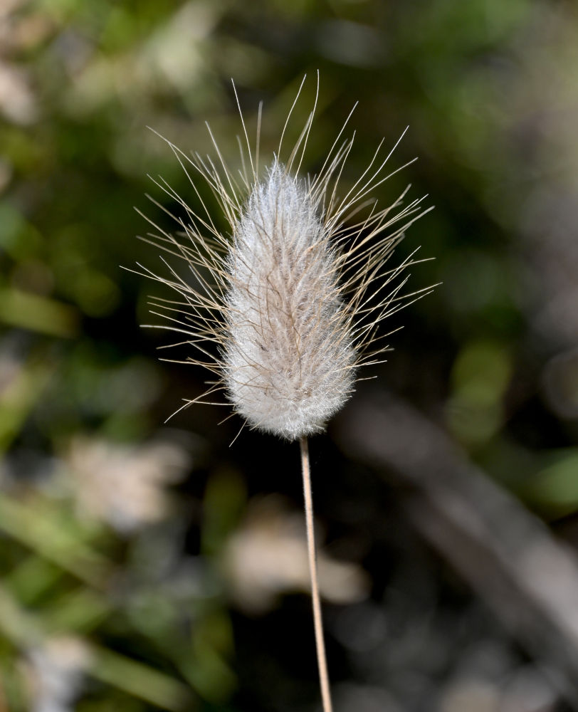 Image of Lagurus ovatus specimen.