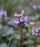 Prunella vulgaris