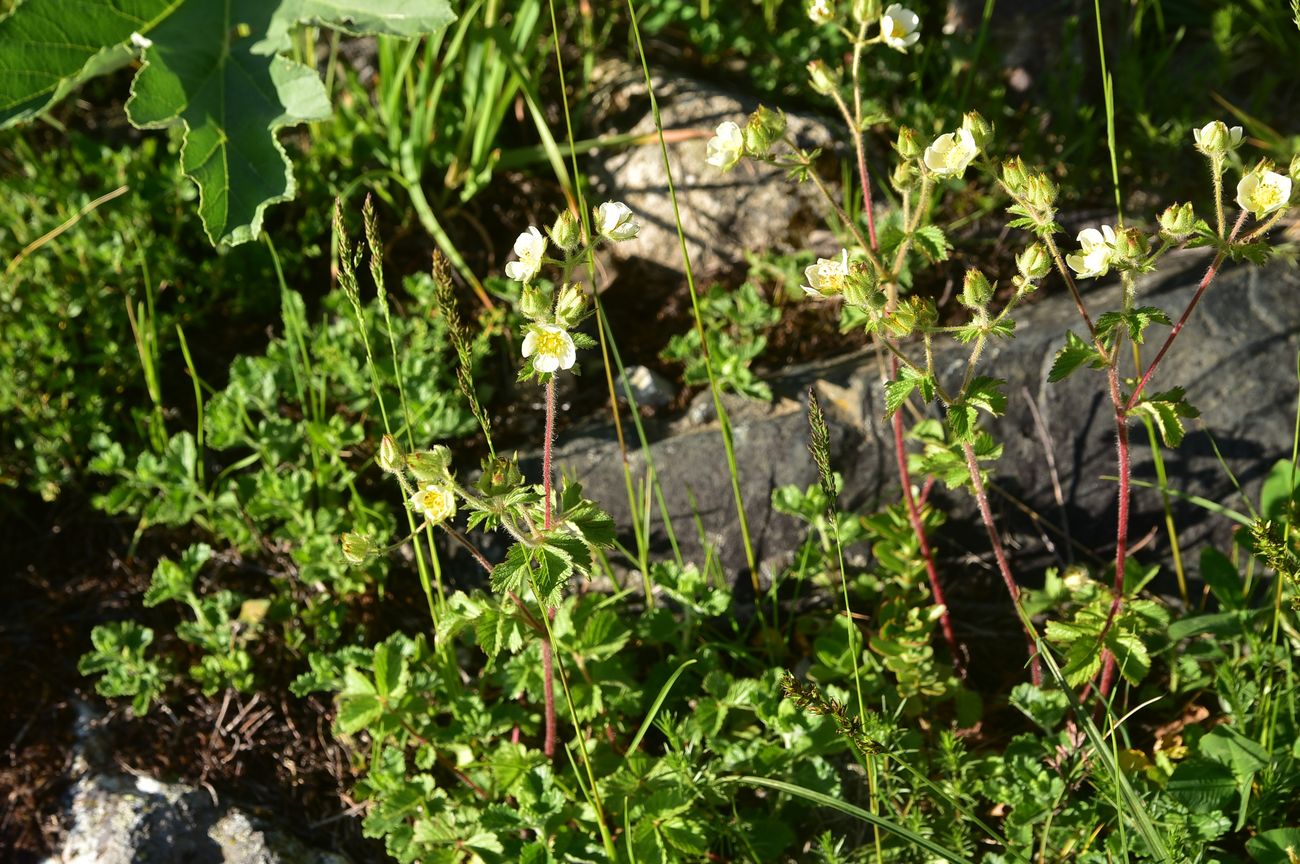 Image of Potentilla foliosa specimen.