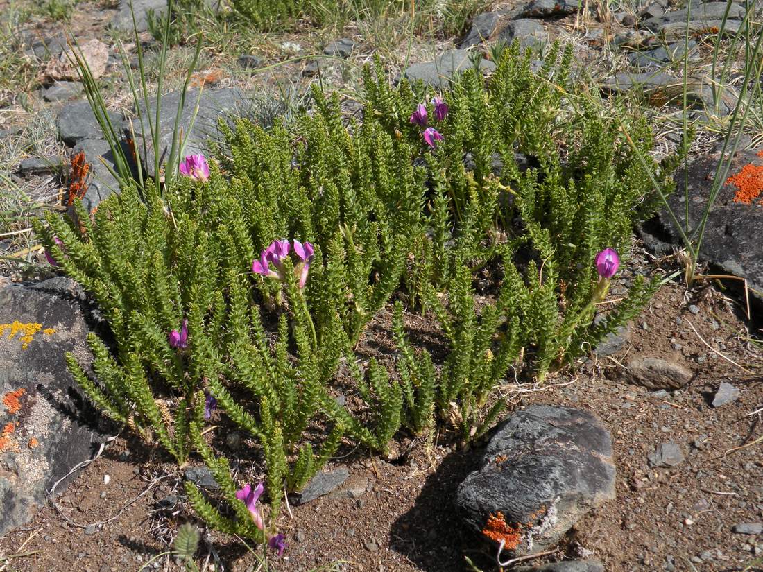 Image of Oxytropis trichophysa specimen.
