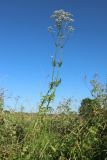 Valeriana officinalis