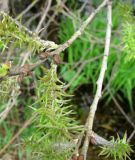 Salix &times; puberula