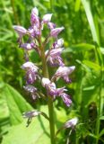 Orchis militaris