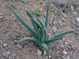 Allium altaicum. Растение с нераспустившимися соцветиями в группировке петрофитов на осыпи по теневому склону узкого водораздела. Республика Алтай, Кош-Агачский р-н, массив Талдуаир, долина р. Бар-Бургазы у впадения р. Талдуайры; 2240 м н.у.м. 21.06.2008.