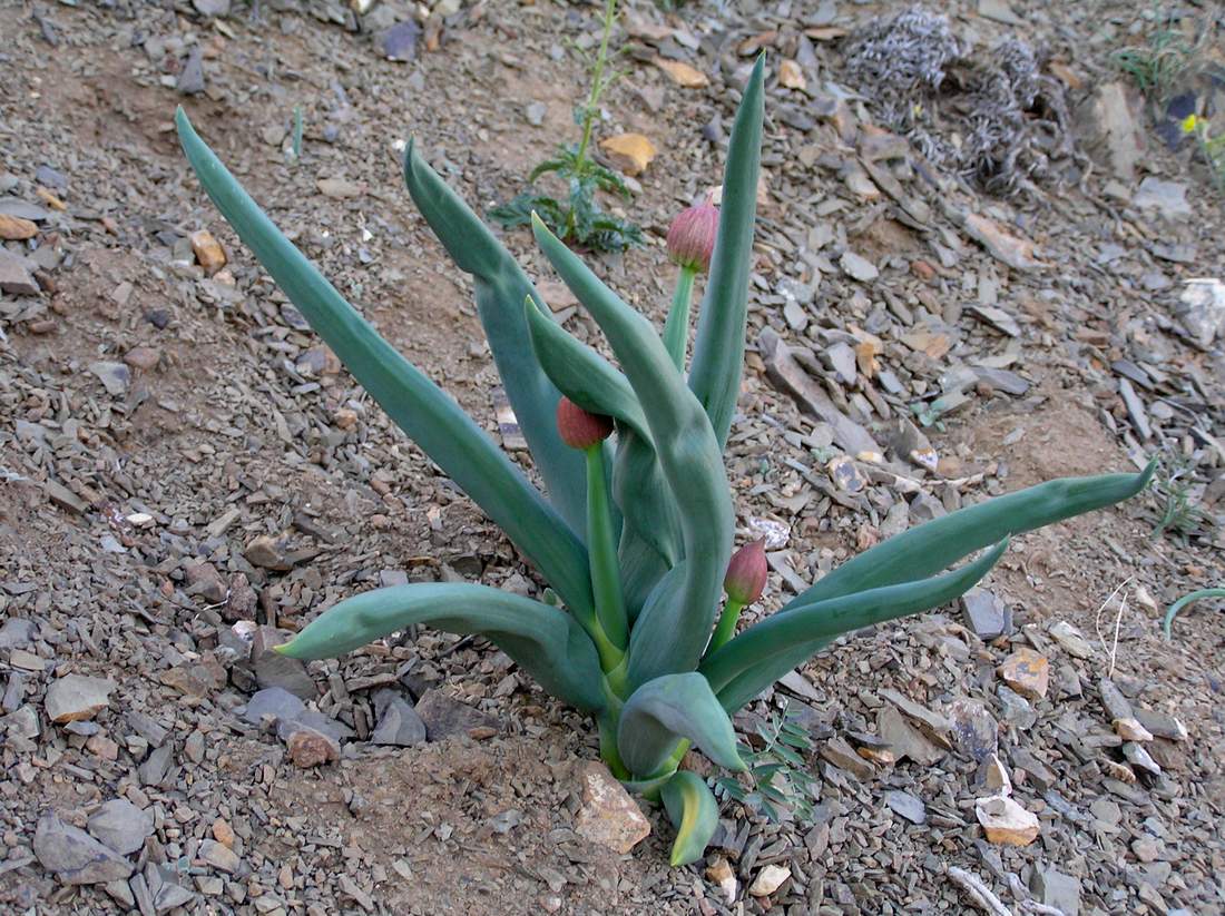 Изображение особи Allium altaicum.