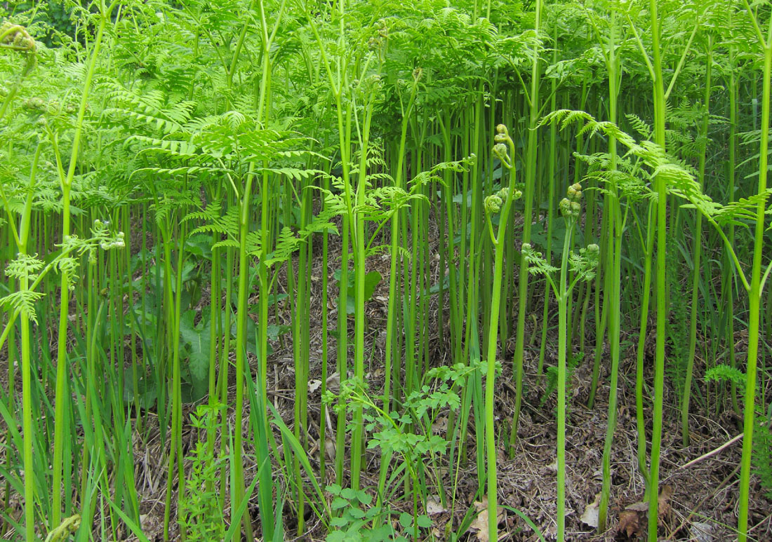 Изображение особи Pteridium pinetorum ssp. sibiricum.