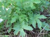 Filipendula stepposa