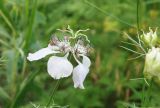 Nigella arvensis. Цветок. Краснодарский край, Кущёвский р-н, станица Шкуринская, балка Сухая. 04.07.2011.