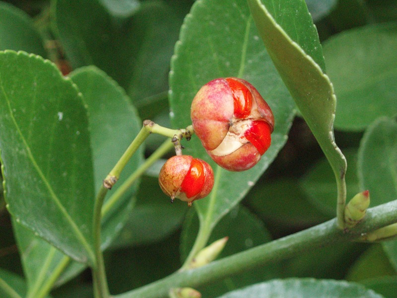 Image of Euonymus japonicus specimen.
