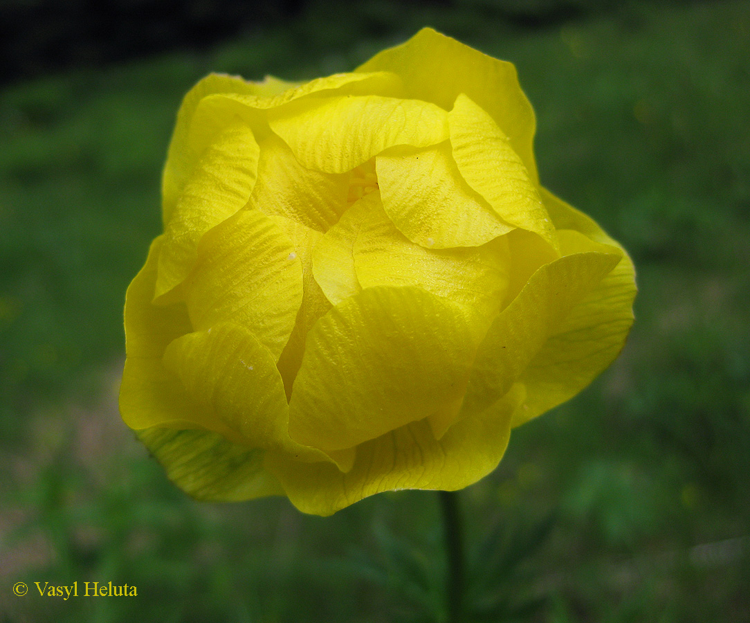 Image of Trollius altissimus specimen.