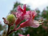 Aesculus × carnea