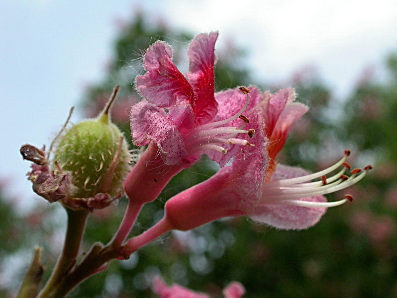 Image of Aesculus &times; carnea specimen.