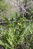 Astragalus glabrescens. Цветущее растение. Таджикистан, склоны гор Рангон, высота ~1300 м. н.у.м. 13.04.2011.