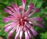 Trifolium medium. Соцветие (вид всерху). Украина, Ивано-Франковская обл., Косовский р-н, окр. с. Шешоры, луг на берегу притока реки Пистынки. 27 июня 2011 г.