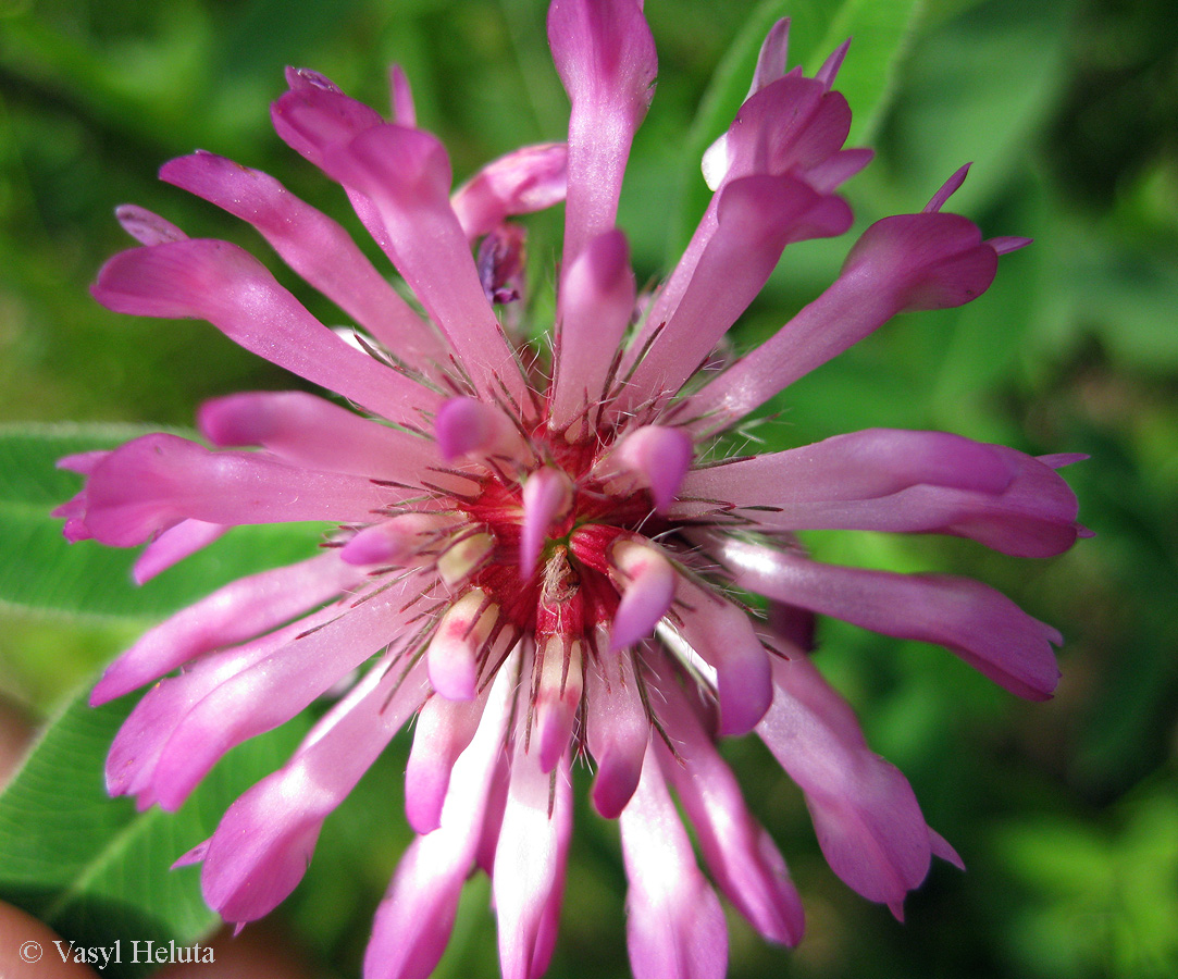 Изображение особи Trifolium medium.