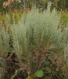 Artemisia austriaca. Цветущее растение. Татарстан, г. Бавлы. 13.08.2011.