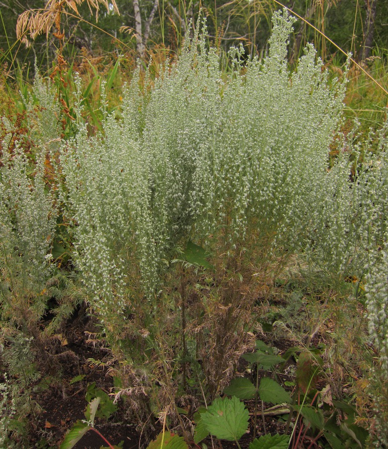 Изображение особи Artemisia austriaca.
