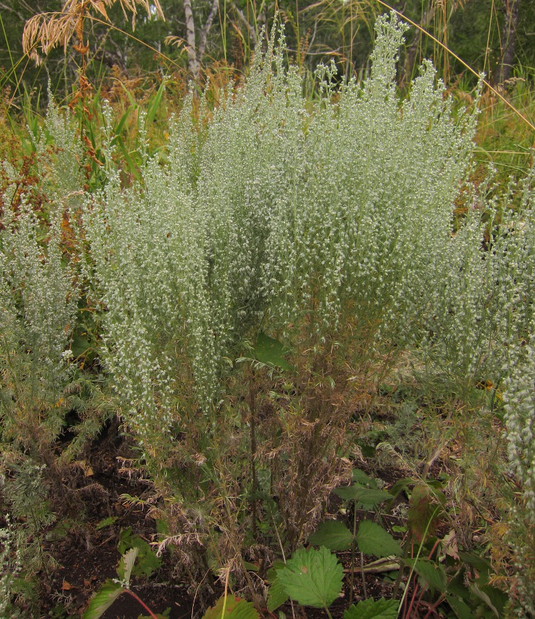 Image of Artemisia austriaca specimen.