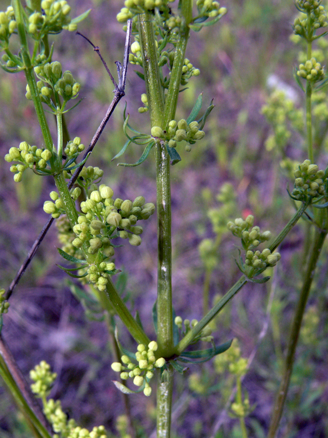 Image of Galium album specimen.