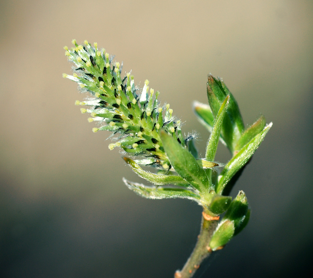 Image of Salix &times; laurina specimen.