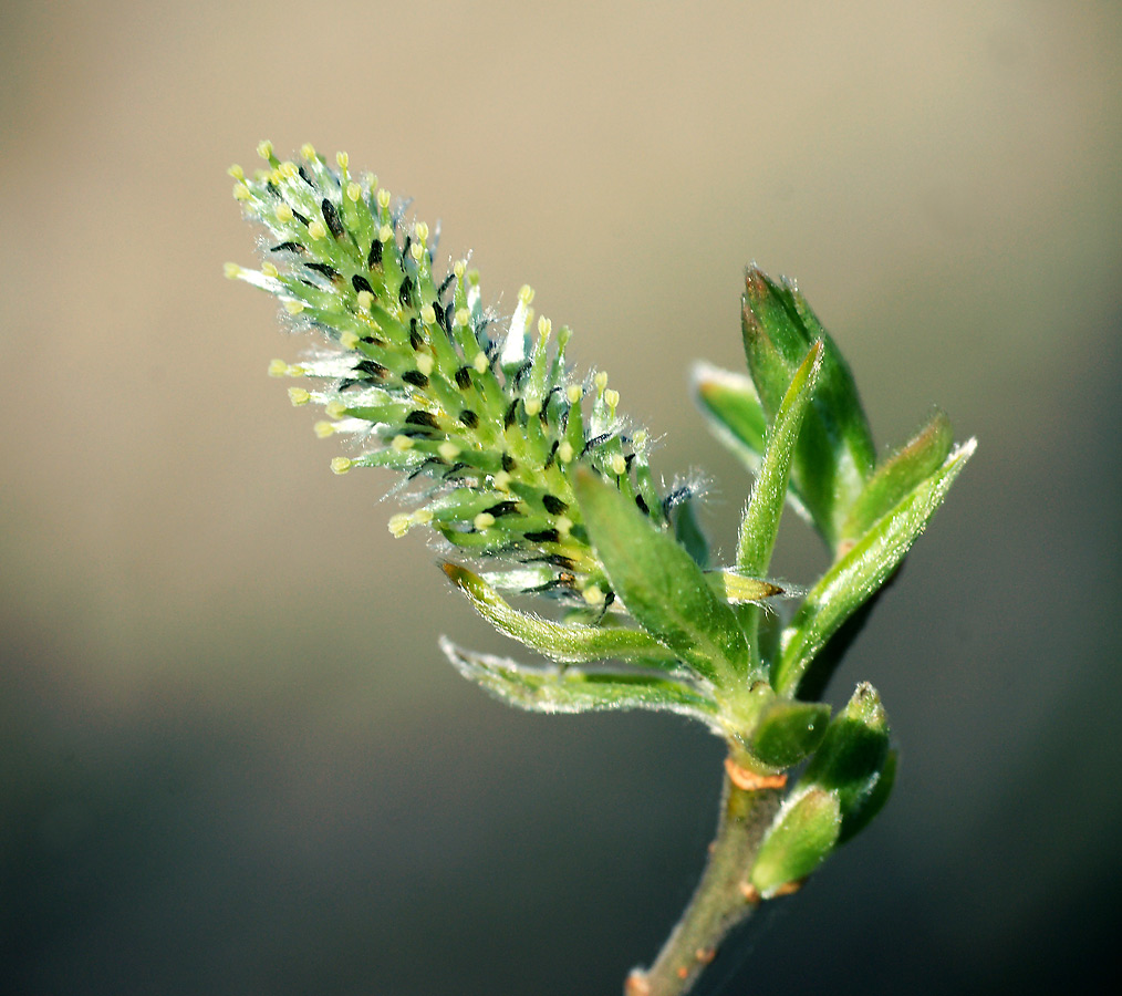 Изображение особи Salix &times; laurina.