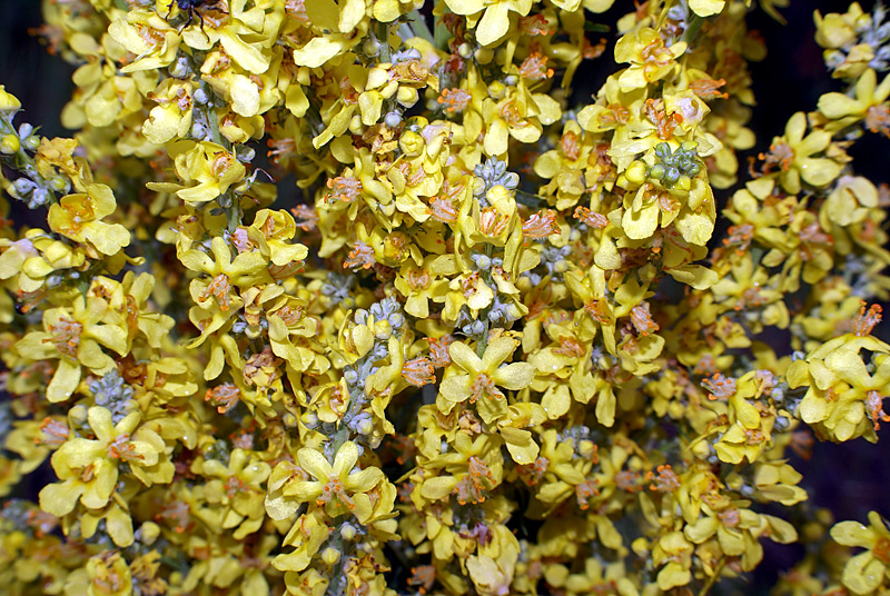 Изображение особи Verbascum lychnitis.