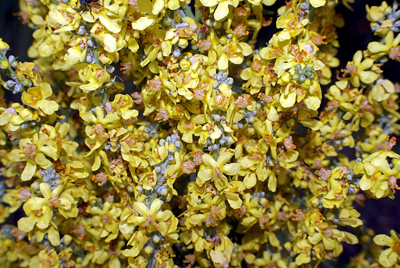 Image of Verbascum lychnitis specimen.