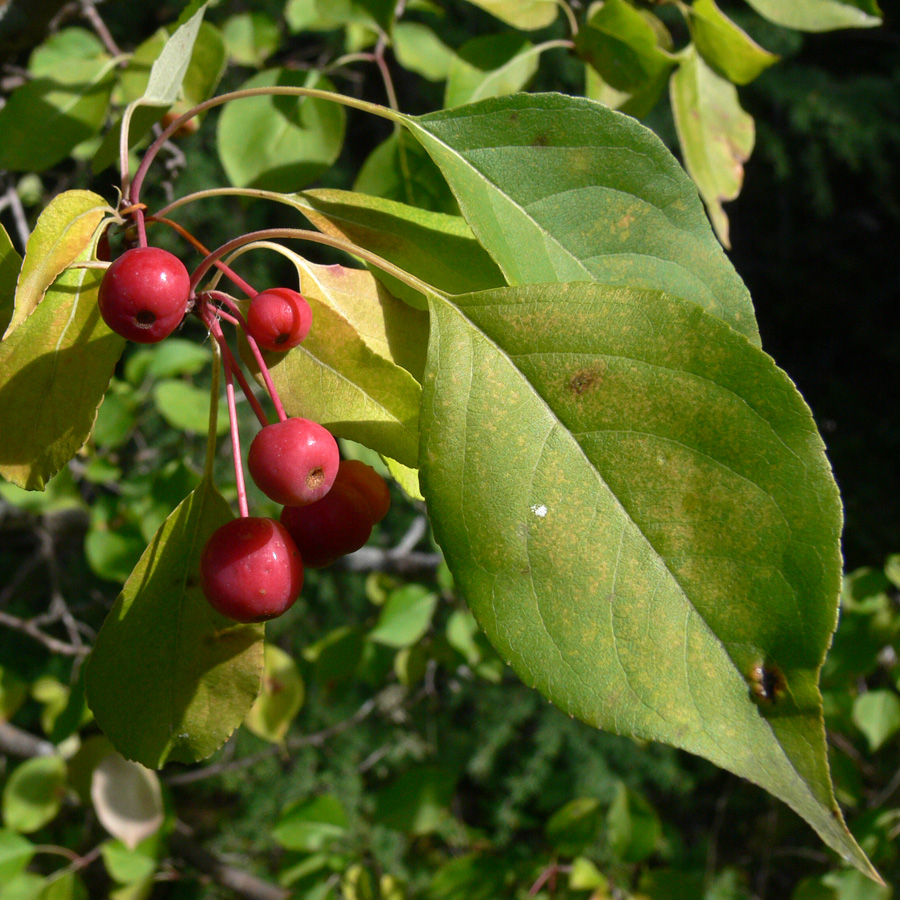 Изображение особи Malus baccata.