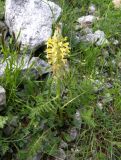 Pedicularis condensata