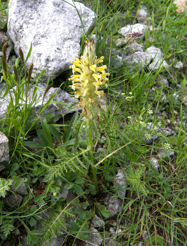 Изображение особи Pedicularis condensata.