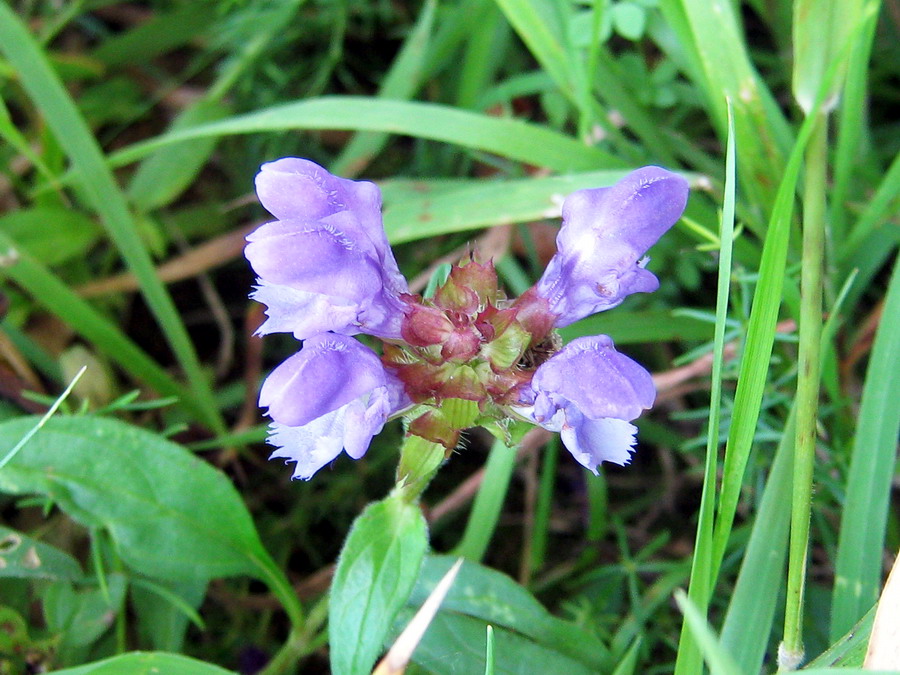 Image of Prunella grandiflora specimen.