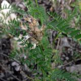 Astragalus danicus. Верхушка растения с завязавшимися плодами. Свердловская обл., окр. г. Североуральск, высокий правый берег канала Дублёр, среди старых сосновых шишек, скальный грунт. 29.06.2011.