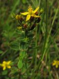 Hypericum tetrapterum