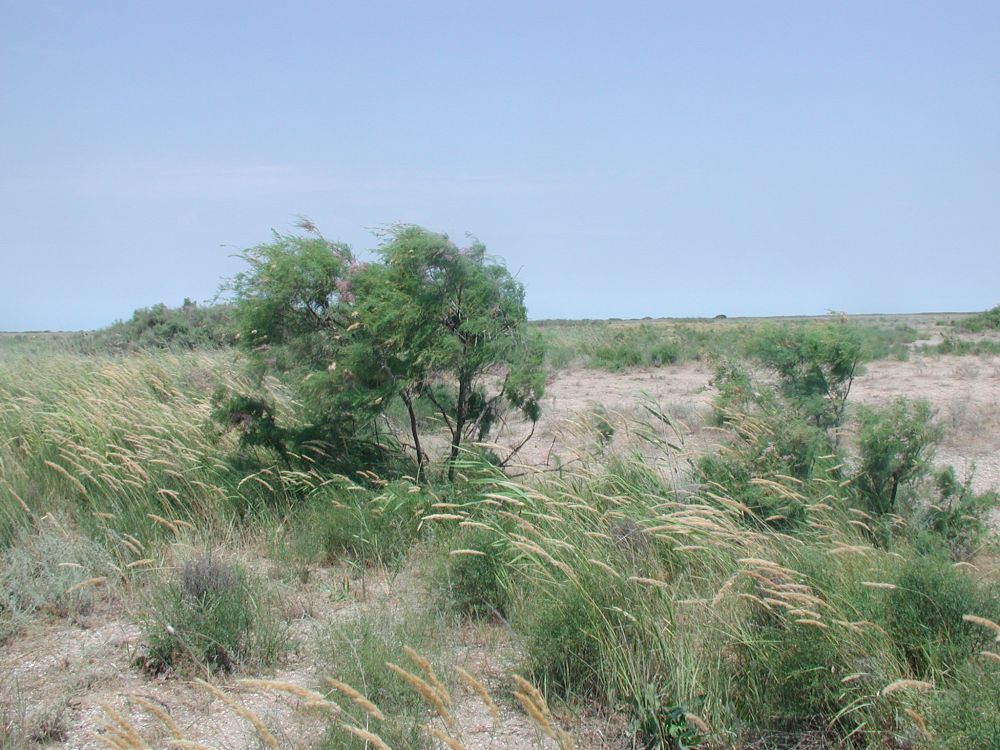 Image of genus Tamarix specimen.