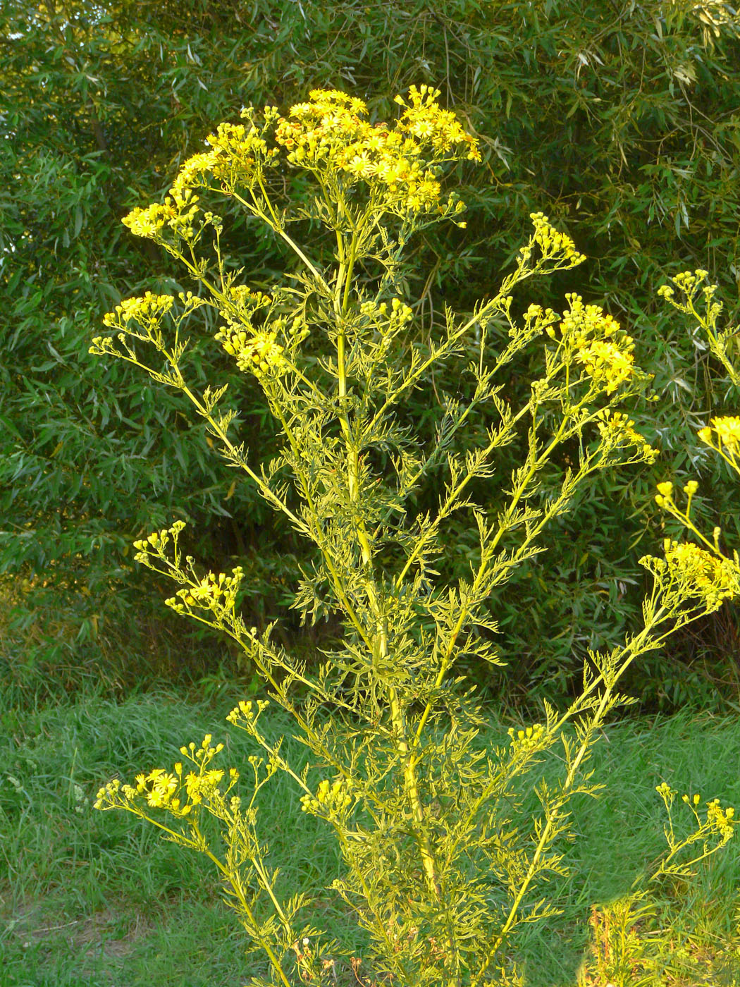 Изображение особи Senecio erucifolius.